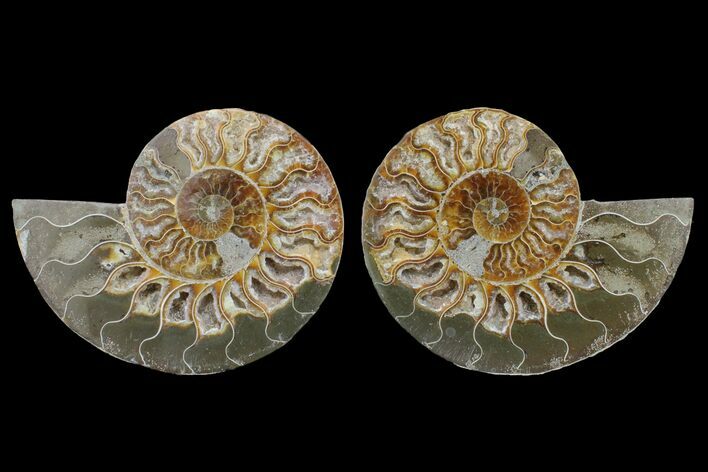 Bargain, Cut & Polished Ammonite Fossil - Madagascar #148038